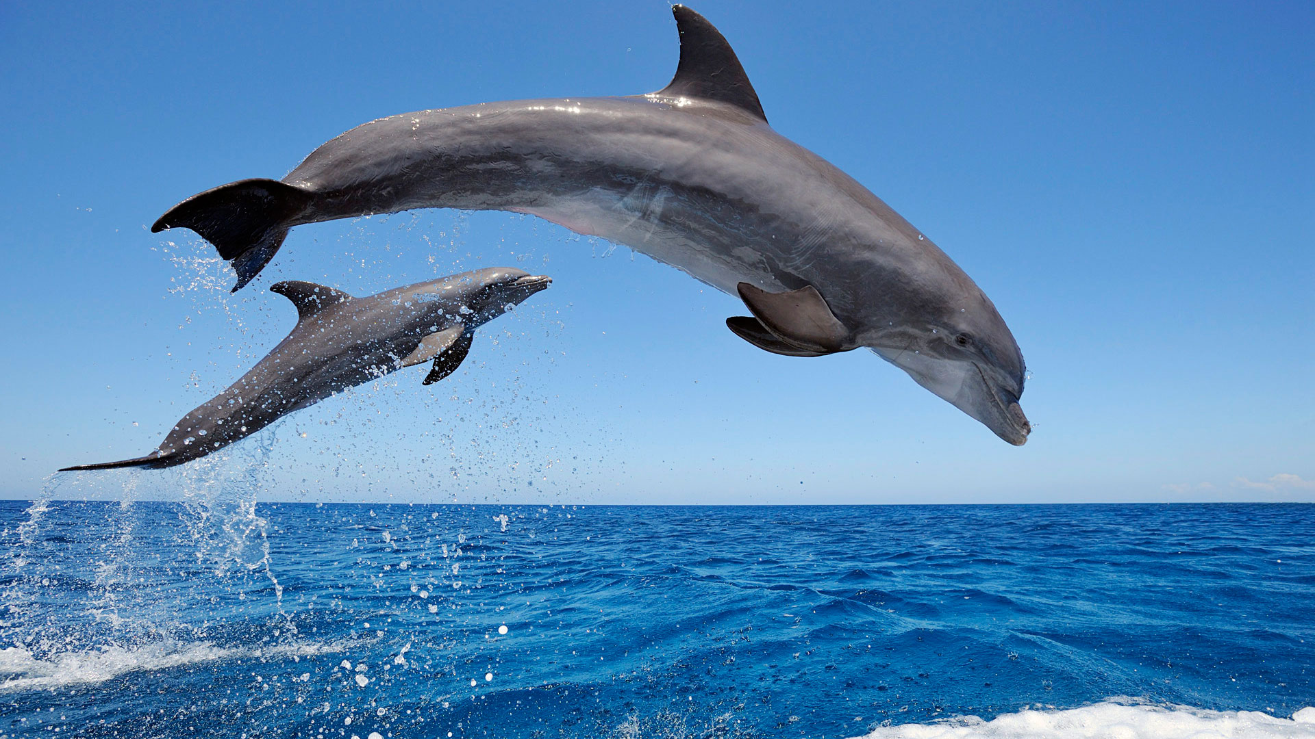 aadolphins.jpg